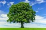 Ağacım Şiiri | bimakale.com
